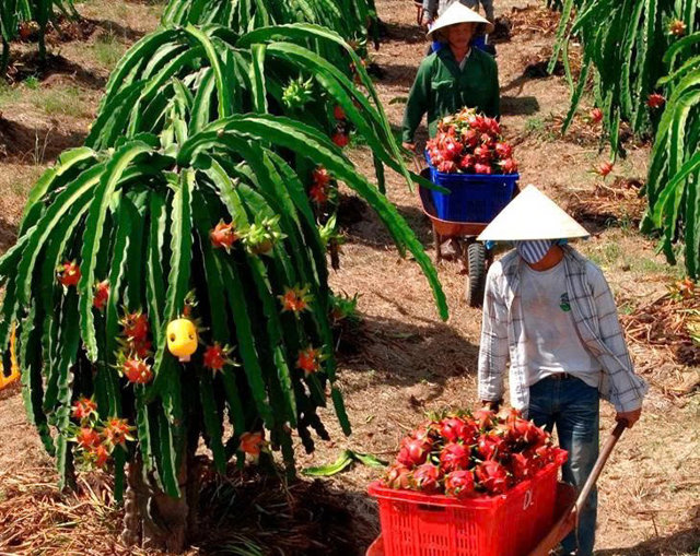 Khẩn trương tháo gỡ vướng mắc về thủ tục hành chính liên quan đến xuất khẩu và đầu tư - Ảnh 1