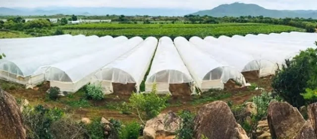 C&aacute;nh đồng nguy&ecirc;n liệu của GC Food.