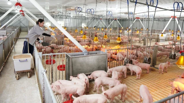 Hoà Phát IPO mảng nông nghiệp: Một thập kỷ gây dựng, lợi nhuận vượt nghìn tỷ - Ảnh 1